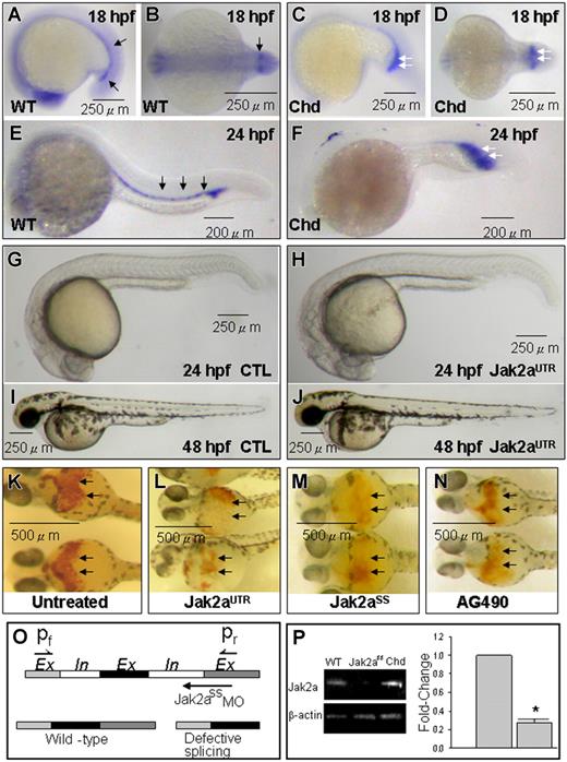 Figure 1. jak2a expression and effects of jak2a knock-down. (A,B,E) Whole-mount ISH for jak2a mRNA showing specific expression in the ICM (black arrows) of 18 hpf (A,B) and 24 hpf embryos (F). (C,D,F) Increased jak2a expression in the expanded ICM (white arrows) of the chordin morphant. (G-J) Knock-down of jak2a by jak2aUTR-MO had no effects on embryonic development at 24 hpf (G,H) and 48 hpf (I,J). (K-N) O-dianisidine staining (black arrows) in 48-hpf embryos showing reduced hematopoiesis by MOs against jak2a (L,M) and a soluble jak2a inhibitor AG490 (N). (O,P) MOs against an intron-exon junction in jak2a resulting in reduced levels of jak2a mRNA shown by Q-RT-PCR. Chd indicates chordin morphant; jak2aUTR and jak2aSS, embryos injected with jak2aUTR and jak2aSS MOs; CTL, embryos injected with random sequence MOs (“Materials and methods, Zebrafish and modulation of jak2a”). (A-N) Representative pictures from at least 3 separate experiments containing 10 (A-J) and 20 (K-N) embryos per experiment. The columns in panel P represent mean values of 3 separate experiments using around 20 embryos per experiment. Comparison was made between uninjected embryos and those injected with jak2aUTR MOs. (*P < .05). Error bars are SEM.