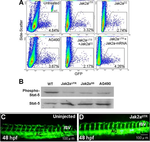 Figure 2. Effects of jak2a knock-down on erythropoiesis, Stat signaling, and angiogenesis. (A) Flow cytometric analyses (x-axis, GFP; y-axis, side scatter) showing the effects of jak2a knock-down using jak2aUTR and jak2aSS morpholinos as well as a soluble jak2a inhibitor AG490 on GFP+ populations in Tg(gata1:GFP) embryos. Synergistic effect was seen when the embryos were coinjected with both MOs. Effects of jak2aUTR-MOs could be rescued by wild-type jak2a mRNA. Each record was representative of 3 experiments using 20 embryos per experiment. (B) Western blotting showing reduced phospho-stat5 upon knock-down of jak2a functions. About 30 embryos were used in each experiment, and the result was representative of 3 experiments. (C,D) Fluorescent microscopy using Tg(fli1:GFP) showing knock-down of jak2a by jak2aUTR-MOs had no effects on angiogenesis. AC indicates axial circulation; ISV, intersegmental vessels. Results were representative of at least 4 separate experiments using more than 5 embryos each time.