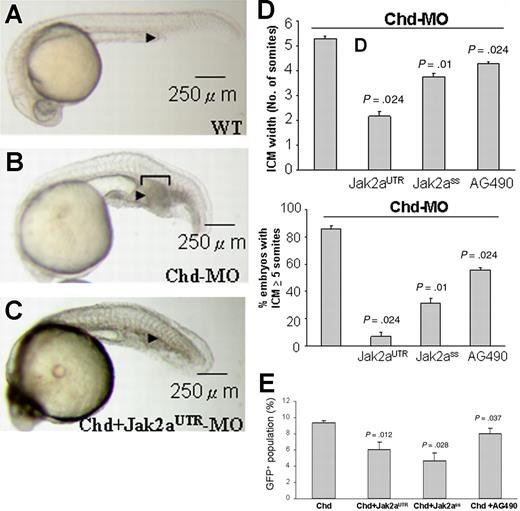 Figure 3. jak2a mediates the expanded ICM phenotypes in the chordin morphants. (A) Wild-type 24-hpf embryos. (B) chordin morphants at 24 hpf generated by injection of chordin MOs at the 1- to 4-cell stage. Bracket shows the extent of expanded ICM (arrowhead). (C) 24-hpf embryos coinjected with chordin and jak2aUTR-MOs showing reduced expansion of ICM. Each image is a representative picture of 3 to 4 experiments using more than 20 embryos at each time. (D) Knock-down of jak2a by both UTR and splice-site MOs and AG490 reduced the width of ICM in 24-hpf chordin morphant embryos, expressed as the width of adjacent spanning somites (left panel) and percentage of embryos with an ICM of 5 somites or more (right panel). Each column represents mean value (± SEM) of 3 to 4 experiments using more than 20 embryos at each time. (E) Average results of flow cytometry showing means (± SEM) of 3 to 4 experiments. P values at the top of each column represent the results of statistical evaluation based on the paired Student t test when compared with chordin morphant.