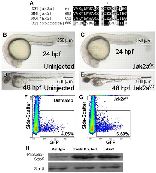 Figure 4. Constitutive activation of jak2a. (A) Amino acid sequence alignment of zebrafish (ZF) jak2a, human (HM) and mouse (MO) jak2, and Drosophila (DP) hopscotch at the JH2 domain. The conserved glutamic residue was marked with an asterisk. (B-E) Injection of jak2aca had no effect on gross morphology at 24 hpf (B,C) and 48 hpf (D,E). Each image is representative of at least 3 experiments using more than 10 embryos each time. (F-H) Quantitative analyses showed that jak2aca resulted in increased erythropoiesis (F,G) and stat5 phosphorylation (H). The latter was also increased in chordin morphant embryos. Each graph is representative of 3 separate experiments using 20 (F,G) and 30 (H) embryos each time.