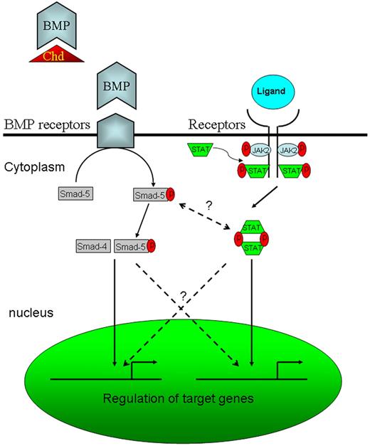 Figure 5. Diagrammatic representation of BMP and Jak/Stat signaling pathways. Chordin (Chd), together with other BMP antagonists such as twisted gastrulation, blocks the binding of BMP to its receptor. Therefore, knock-down of Chd with MO enhances BMP signaling.8 Potential cross-talk between BMP and Jak/Stat signaling pathways are shown by the dotted lines.