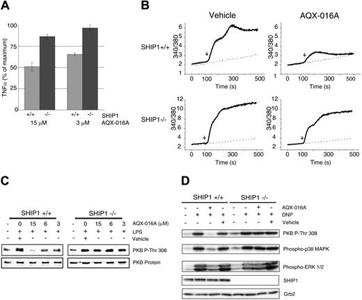 Figure 2. AQX-016A inhibits immune cell activation. (A) SHIP1+/+ (▩) and SHIP1−/− (■) macrophages were pretreated with AQX-016A or carrier 30 minutes prior to stimulation with 10 ng/mL of LPS at 37°C for 2 hours and TNFα production determination by ELISA. Absolute TNFα levels for SHIP1+/+ and SHIP1−/− cells were 623 ± 30 and 812 ± 20 pg/mL, respectively. Data are expressed as means (± SEM) and are representative of 3 independent experiments. (B) SHIP1+/+ and SHIP1−/− mast cells were preloaded with IgE and Fura-2 as described in “Materials and methods, Stimulation of mast cells by FcϵRI crosslinking” and treated for 30 minutes with 15 μM AQX-016A or carrier. Cells were then stimulated (as indicated by ↓) with 0 ng/mL (- - -) or 10 ng/mL (––) DNP-HSA, and intracellular calcium levels were monitored over time by spectrofluorometry.23 (C) SHIP1+/+ and SHIP1−/− macrophages were pretreated for 30 minutes with AQX-016A or carrier prior to stimulation with 10 ng/mL of LPS for 15 minutes at 37°C. Total-cell lysates were analyzed for the indicated phospho-proteins or proteins by immunoblot analysis. (D) Anti–DNP-IgE loaded SHIP1+/+ and SHIP1−/− mast cells were treated for 30 minutes with 30 μM AQX-016A or carrier prior to stimulation with 20 ng/mL DNP-HSA for 5 minutes at 37°C; cell lysates were analyzed as in panel C.