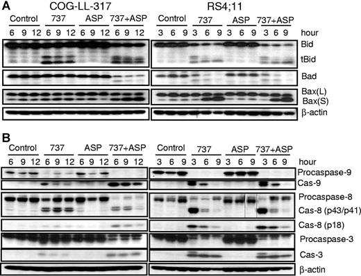 Figure 2. Activation of various proapoptotic proteins and caspase-8, caspase-9, and caspase-3. Whole-cell extracts from either COG-LL-317 (left panels) or RS4-11 (right panels) cells were incubated with ABT-737 (2.5 μM), L-ASP (2.5 IU/mL), or the combination over time, after which protein extracts were immunoblotted with the specified antibodies for proapoptotic proteins (A) and caspase-8, caspase-9, and caspase-3 (B). The data shown are representative of 3 experiments. Vertical lines have been inserted to indicate where a gel lane was cut. These gels came from 2 different experiments.