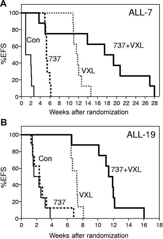 Figure 6. In vivo efficacy of ABT-737 combined with a VXL treatment regimen. NOD/SCID mice were inoculated with ALL-7 (A) or ALL-19 (B), monitored for engraftment, and treated with vehicle control (Con; thin lines), ABT-737 (737; bold dotted lines), a combination of vincristine, dexamethasone, and L-ASP (VXL; thin dotted lines), or VXL plus ABT-737 (VXL + 737; bold lines). Drugs were administered by intraperitoneal injection: vincristine (Sigma-Aldrich, Castle Hill, Australia), 0.15 mg/kg in saline every 7 days for 4 weeks; dexamethasone (Sigma-Aldrich), 5 mg/kg in saline Monday to Friday for 4 weeks; L-ASP (Aventis, Lane Cove, Australia), 1000 IU/kg in saline Monday to Friday for 4 weeks; and ABT-737, 25 mg/kg in DMSO (final concentration < 1%), 30% propylene glycol, 5% Tween 80, and 65% dextrose (pH 4-5), Monday to Friday for 4 weeks. The EFS of mice was quantified as the time taken from the initiation of treatment until leukemia cells reached 25% in the peripheral blood, or for mice to be killed due to treatment-related toxicity. Each line represents the proportion of mice remaining event-free over time.