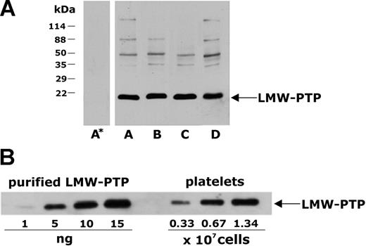 Figure 1. Expression of LMW-PTP in human platelets. (A) Aliquots (40 μg) of whole platelet lysates from 4 different donors (A-D) were separated by SDS-PAGE on a 10% to 20% acrylamide gradient gel, transferred to nitrocellulose, and probed with a polyclonal antibody against LMW-PTP. As a control for the specificity of the anti–LMW-PTP antibody, platelet proteins from the donor A were analyzed by identical immunoblotting procedure, but in the absence of primary antibody (lane A* on the left). The band corresponding to LMW-PTP is indicated on the right, and the migration of molecular mass markers is reported on the left. (B) In order to quantify the amount of LMW-PTP expressed in platelets, immunoblotting analysis with the anti–LMW-PTP antibody was performed upon loading on the same gel of increasing amounts of total platelet proteins, corresponding to the indicated number of cells, and of known amounts of purified recombinant LMW-PTP.