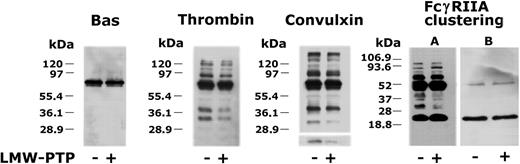 Figure 2. Dephosphorylation of platelet substrates by LMW-PTP. Protein-tyrosine phosphorylation was induced by stimulation of washed platelets with 1 U/mL thrombin or 100 ng/mL convulxin or by FcγRIIA clustering, obtained by addition of 2 μg/mL IV.3 monoclonal antibody and 30 μg/mL sheep antimouse F(ab′)2 fragments, as indicated on the top. Identical aliquots of the platelet lysates from stimulated platelets, but also from nonstimulated platelets (Bas), were incubated in the absence (−) or in the presence (+) of 5 U/mL purified LMW-PTP at 30°C for 5 minutes, as indicated on the bottom. Upon protein separation on a 10% to 20% acrylamide gradient gel, the level of protein-tyrosine phosphorylation was analyzed by immunoblotting with antiphosphotyrosine antibody. In the lane corresponding to the samples stimulated with convulxin, the phosphorylation of the protein in the low range of molecular masses, where FcR γ-chain migrates, is reported as a separated panel, because a prolonged exposure has been necessary to detect the reported band. Since platelet stimulation by FcγRIIA clustering involves addition of IV.3 monoclonal antibody, but also of a higher amounts of F(ab′)2 fragments, cross-reactivity with the peroxidase-conjugated secondary antibody is expected when whole platelet lysates are tested with antiphosphotyrosine monoclonal antibody (A). Therefore, in panel B, a corresponding immunoblot where the primary antibody was omitted is reported as a control, and shows that the major band at about 20 kDa represents probably the single chains of the antibody and F(ab′)2 fragments added to the platelet samples. All the reported results are representative of at least 3 different experiments.