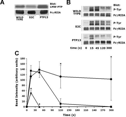 Figure 5. Regulation of FcγRIIA tyrosine phosphorylation by LMW-PTP in DAMI megakaryocytic cells. (A) The expression of LMW-PTP and FcγRIIA in wild-type DAMI cells, as well as in the clones S2C and PTP13, was analyzed on 20 μg of whole cell lysates by immunoblotting with specific antibodies as indicated on the right. (B) Wild-type, S2C, and PTP13 DAMI cells were stimulated by clustering of FcγRIIA (2 μg/mL IV.3 monoclonal antibody and 30 μg/mL antimouse F(ab′)2 fragments) for increasing times. Upon cell lysis, FcγRIIA was immunoprecipitated and the level of tyrosine phosphorylation of the receptor was analyzed by immunoblotting with antiphosphotyrosine antibody, as indicated on the right. Upon stripping, the efficiency of the immunoprecipitation was verified by reprobing the membranes with anti- FcγRIIA antibody. (C) Comparison of the kinetics of FcγRIIA tyrosine phosphorylation in wild-type (■), S2C (•), and PTP12 (▴) DAMI cells stimulated by clustering of FcγRIIA. Data are the means plus or minus SD obtained from the densitometric analysis of 3 to 5 different immunoblots similar to those reported in panel B, and have been normalized based on an experiment in which samples at a single time point for all the 3 clones have been analyzed on the same immunoblot. The asterisk indicates that the differences between the S2C or the PTP13 clones and wild-type cells are statistically significant (P < .05).