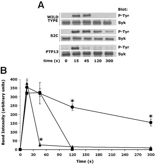 Figure 6. Analysis of Syk tyrosine phosphorylation in DAMI cells. (A) The 3 different clones of DAMI megakaryocytic cells (wild type, S2C, and PTP13) were stimulated by clustering of FcγRIIA (2 μg/mL IV.3 monoclonal antibody and 30 μg/mL antimouse F(ab′)2 fragments) for the indicated times. The tyrosine kinase Syk was then immunoprecipitated and subjected to immunoblotting analysis with antiphosphotyrosine antibody and, upon stripping of the nitrocellulose, with anti-Syk antibody, as indicated on the right. (B) Comparison of the kinetics of Syk phosphorylation in wild-type (■), S2C (•), and PTP12 (▴) DAMI cells stimulated by clustering of FcγRIIA, as evaluated by densitometric analysis of the results of 3 different experiments. Results are reported as means plus or minus SD and have been normalized based on an experiment in which samples at a single time point for all the 3 clones have been analyzed on the same immunoblot.