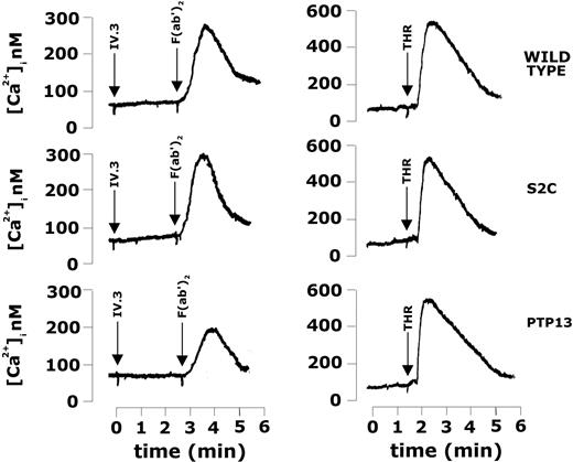 Figure 7. Analysis of FcγRIIA-induced PLC activation in DAMI cell clones differently expressing LMW-PTP. Intracellular Ca2+ increase was measured using DAMI cells (wild type, S2C, or PTP13 clones, as indicated) loaded with FURA-2-AM, and stimulated by clustering of FcγRIIA with 2 μg/mL IV.3 monoclonal antibody and 30 μg/mL antimouse F(ab′)2 fragments (traces on the left) or with 1 U/mL thrombin (traces on the right). Representative results of at least 3 similar experiments are reported.