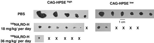 Figure 3. An inhibitor of heparanase activity inhibits myeloma tumor growth in vivo. Established subcutaneous tumors formed by CAG myeloma cells expressing heparanase at either high (HPSEhigh) or low (HPSElow) levels were treated for 28 days with PBS or 100NA,RO-H at doses of 18 mg/kg per day (both HPSEhigh and HPSElow cells) or 36 mg/kg per day (HPSEhigh cells only). At termination of the treatment period, tumors were harvested and photographed. X indicates no gross tumor detectable in the animal. Tumor wet weights and P values are shown in Tables 1 and 2.
