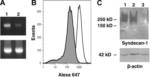 Figure 4. shRNA reduces syndecan-1 expression on myeloma cells. (A) Expression of syndecan-1 mRNA by lentiviral-infected CAG cells was quantified by PCR (lane 1, control shRNA cells; lane 2, syndecan-1 shRNA cells). Bottom panel shows GAPDH control. Bands migrated to their predicted location relative to standards with sizes of 396 bp for syndecan-1 and 452 bp for GAPDH, respectively. (B) Flow cytometry showing cell-surface expression of syndecan-1 on shRNA control (open peak) or shRNA syndecan-1 (shaded peak) cells. (C) Western blot for syndecan-1 from CAG wild-type (lane 1), control shRNA (lane 2), and syndecan-1 shRNA cells (lane 3).