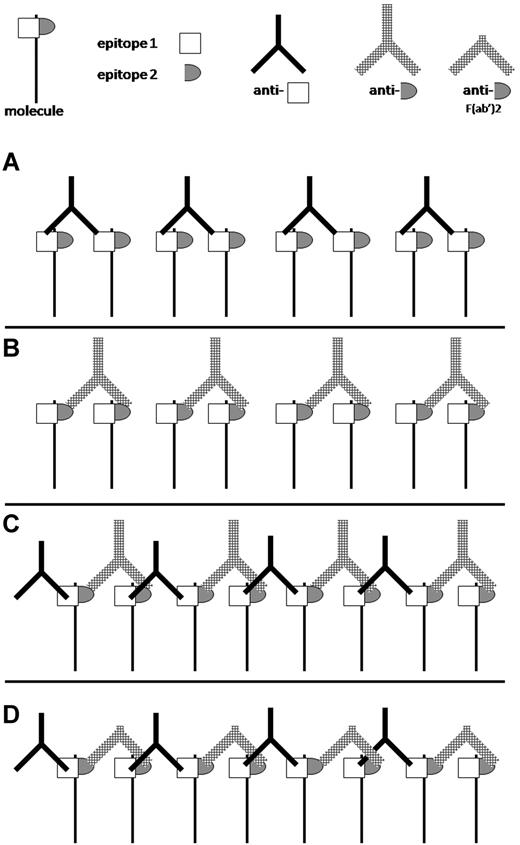 Figure 5. Model for molecular differences when 2 antibodies simultaneously bind to distinct epitopes on a single surface antigen. (A,B) A single IgG monoclonal antibody recognizing an epitope that occurs once on a surface molecule forms antigen dimers, but not multimolecular complexes. (C) The combination of 2 antibodies recognizing 2 distinct epitopes doubles the number of antibodies bound but also leads to multimolecular crosslinking. (D) The combination of intact IgG and F(ab′)2 fragments, each of which recognizes different epitopes, also induces multimolecular crosslinking but does not have an increased number of exposed Fc domains compared with a single IgG monoclonal antibody.