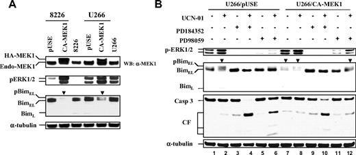 Figure 2. Ectopic expression of constitutively activate MEK1 promotes BimEL phosphorylation/degradation as well as diminishes the ability of PD98059 but not PD184352 to block UCN-01–induced BimEL phosphorylation. (A) RPMI8226 and U266 cells were stably transfected with a HA-tagged CA-MEK1 construct or its empty vector (pUSE). Western blot analysis was performed to confirm expression of HA-CA-MEK1 as well as to monitor phosphorylation/expression of ERK1/2 and Bim. (B) U266/pUSE and U266/CA-MEK1 cells were exposed to 100 nM UCN-01 plus or minus 50 μM PD98059 or 5 μM PD184352 for 40 hours, respectively, after which cells were lysed and subjected to Western blot analysis to assess ERK1/2 activation, Bim phosphorylation, and caspase-3 cleavage. Each lane was loaded with 20 μg protein; blots were stripped and reprobed with antitubulin antibody to ensure equal loading and transfer. Phosphorylated forms of BimEL are manifested by slowly migrating species (▼). CF indicates cleavage fragment. The results of representative experiments are shown; 2 additional studies yielded equivalent results.