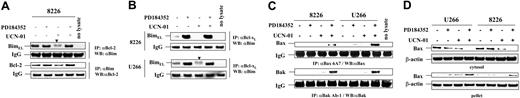 Figure 3. UCN-01 diminished the association of BimEL with Bcl-2 and Bcl-xL, which is restored by coadministration of PD184352. (A) RPMI8226 cells were exposed to 150 nM UCN-01 plus or minus 5 μM PD184352 for 24 hours, after which cells were lysed in CHAPS buffer and immunoprecipitation (IP) performed using either anti–Bcl-2 or anti-Bim antibody as described in “Materials and methods.” Immunopreciptates were then subjected to Western blot analysis (WB) using anti-Bim or anti–Bcl-2 antibody, respectively. (B) RPMI8226 cells (top panels) were treated as described for panel A, and U266 cells (bottom panels) were exposed to 100 nM UCN-01 ± 5 μM PD184352 for 40 hours, after which the association between Bcl-xL and Bim was evaluated by IP/WB analysis using anti-Bcl-xL (for IP) and anti-Bim (for WB), respectively. (C) RPMI8226 and U266 cells were treated as described for panels A and B, after which IP/WB was performed to examine the conformational change of Bax and Bak using anti-Bax 6A7 or anti-Bak Ab-1 (for IP), and anti-Bax or anti-Bak (for WB), respectively. For IP/WB analysis in panels A-C, 200 μg protein per condition was employed for IP. IgG levels are shown to ensure equal loading of IP antibodies and transfer. Phosphorylated forms of BimEL are manifested by slowly migrating species (▼). The results of representative experiments are shown; 2 additional studies yielded equivalent results. (D) Alternatively, cells were lysed in digitonin buffer, and subcellular fractions were prepared as described in “Materials and methods,” after which Western blot analysis was performed to monitor localization of Bax in either cytosol and organellar membrane (pellet) fractions. Each lane was loaded with 20 μg protein; blots were stripped and reprobed with antiactin antibody to ensure equal loading and transfer. Two additional studies yielded equivalent results.