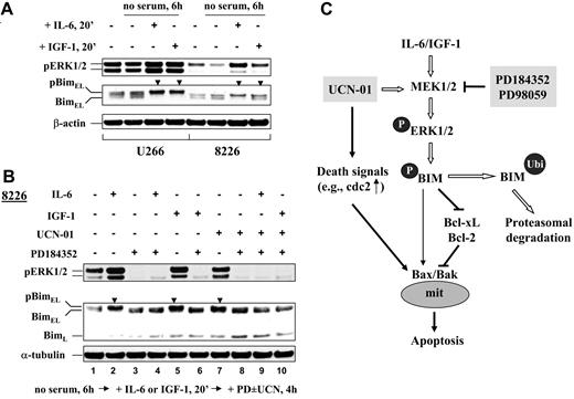 Figure 7. IL-6 and IGF-1 fail to prevent PD184352 from blocking UCN-01–mediated BimEL phosphorylation. (A) U266 and RPMI8226 cells were cultured in serum-free medium for 6 hours followed by exposure to IL-6 (100 ng/mL) or IGF-1 (400 ng/mL) for 20 minutes, after which cells were lysed and subjected to Western blot analysis to assess expression of phospho-ERK1/2 and Bim. (B) RPMI8226 cells were starved and preincubated (in some cases) with IL-6 or IGF-1 as described for panel A and then exposed to 150 nM UCN-01 plus or minus 5 μM PD184352 for 4 hours, after which cells were lysed and subjected to Western blot analysis to monitor ERK1/2 phosphorylation and Bim expression. Each lane was loaded with 20 μg protein; blots were stripped and reprobed with antiactin or antitubulin antibodies to ensure equal loading and transfer. Phosphorylated forms of BimEL are manifested by slowly migrating species (▼). Two additional studies yielded equivalent results. (C) Hypothetical model for Bim involvement in UCN-01 and MEK1/2 inhibitor interactions in MM cells. UCN-01 triggers death signals (eg, “unscheduled” activation of p34cdc2 through inhibition of Chk1), which leads to apoptosis. However, the putative proapoptotic actions of UCN-01 may be opposed by a compensatory activation of ERK1/2, which leads to phosphorylation and proteasomal degradation of the proapoptotic BH3 protein Bim. These events can also be stimulated by several MM survival factors, including IL-6 and IGF-1. Blocking ERK1/2 activation by pharmacologic MEK1/2 inhibitors (eg, PD184352 and PD98059) leads to accumulation of Bim, which binds to and disables Bcl-xL/Bcl-2, thus rendering MM cells more vulnerable to UCN-01 lethality, even in the presence of IL-6 or IGF-1. The possibility that increased expression of Bim may directly induce activation of the multidomain proapoptotic proteins Bax/Bak cannot be excluded.