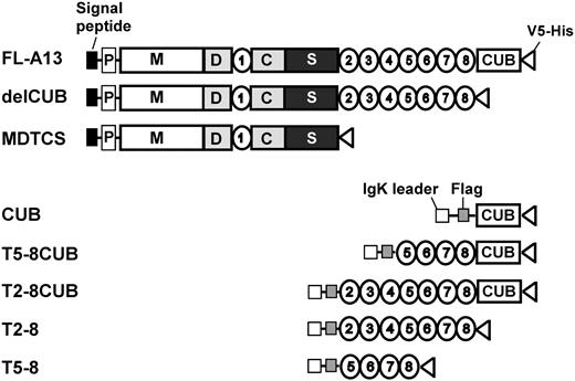 Figure 1. Constructs of ADAMTS13 and truncated variants. The full-length ADAMTS13 (FL-A13) and the variants truncated after the eighth TSP1 repeat (delCUB) and after the spacer domain (MDTCS) were cloned into pcDNA3.1 V5-His TOPO vector. The original signal peptide and propeptide of ADAMTS13 were included. The CUB domains (CUB, C1192-T1427), T2-8 repeats (T2-8, W686-W1076), T5-8 repeats (H884-W1076), the CUB domains plus the TSP1 5-8 repeats (T5-8CUB, H884-A1191), and the CUB domains plus the TSP1 2-8 repeats (T2-8CUB, W686-A1191) were cloned into pSecTag/FRT/V5-His TOPO, in which an IgK secretion peptide and a Flag epitope (-DDDDK-) were engineered at the N terminus of the CUB, T2-8, T5-8, T5-8CUB, and T2-8CUB. All constructs contain V5-His epitopes at their C termini to facilitate purification and detection.