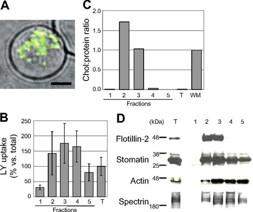 Figure 1. Characteristics of primaquine-induced endovesicles. (A) Micrograph of a live mature erythrocyte containing LY+ primaquine-induced endovesicles. Single merged optical section of differential interference contrast (DIC) and green fluorescent (LY) channels; 60×/1.42 oil objective (Olympus). Scale bar equals 3 μm. (B) Association of LY with membrane fractions 1 through 5 from primaquine-treated erythrocytes separated by sucrose density centrifugation and quantified by immunoblotting with anti-LY antibodies and densitometry. Fraction numbers are indicated (1, top; 5, bottom). Bars show total LY signal in each fraction divided by total LY signal in the starting material (T) expressed as a percentage. Error bars indicates standard deviation of duplicate measurements. (C) Cholesterol-protein ratios of endovesicle fractions 1 through 5. Cholesterol and protein levels were measured and ratios calculated as described for erythrocyte DRMs4; hemoglobin-free erythrocyte membranes were used as reference values. T indicates starting material; WM, hemoglobin-free white membranes. (D) Immunblotting of erythrocyte endovesicle membrane fractions using specific antisera for the indicated human proteins (flotillin-2, stomatin, actin, spectrin) and specific secondary antibodies. T indicates total lysate. Fractions 2 and 3 were enriched in the raft protein flotillin-2, mildly enriched for human stomatin, and contained lesser amounts of cytoskeletal proteins actin and spectrin.