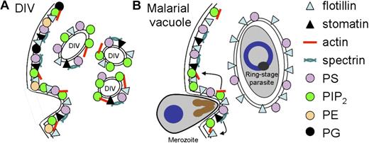 Figure 5. Model of lipid and protein uptake into the erythrocyte DIV and the malarial vacuole. (A) The erythrocyte membrane contains a variety of phospholipids (PS, PI/PIP2, PE, PG, etc) and raft (stomatin, flotillins) and nonraft (actin, spectrin) proteins, most of which are taken up into DIV membranes. However, PE- and PG-type phospholipids are specifically excluded from these DIVs. Triangles represent membrane raft proteins flotillin-1 and flotillin-2 (light blue) and stomatin (black). Red bars and blue curved bars represent cytoskeletal actin and spectrin, respectively. Circles represent phospholipids PS (purple), PIP2 (green), PE (yellow), or PG (black). (B) Model of lipid and protein uptake into the malarial vacuolar membrane. Although the merozoite-induced indentation of the nascent vacuole may be remarkably similar to that of DIVs, the fully formed vacuole appears specifically enriched in flotillins, some additional raft proteins (not shown), and host PS. Unlike DIVs, the malarial vacuolar membrane is devoid of cytoskeleton, PIP2, and membrane raft stomatin; arrows depict the selective departure of actin, PIP2, stomatin, and spectrin from the forming malarial vacuole. This selectivity may reflect the combined contribution of erythrocyte-dependent molecular sorting on the basis of membrane curvature and lipid composition as well as potential contributions from parasite-encoded factors that serve to modify the vacuolar membrane during malarial invasion. PE and PG are not shown in panel B. In panel A, a flippase activity is implicated to keep PS cytoplasmically oriented in erythrocytes and DIVs. In malarial invasion (panel B), PS is not exposed at the infected erythrocyte membrane during PVM formation; it remains unknown whether PS is lumenal in the PVM. Our result that PS is detected on the cytoplasmic face of the vacuole is the first clear evidence of PS distribution in the PVM.