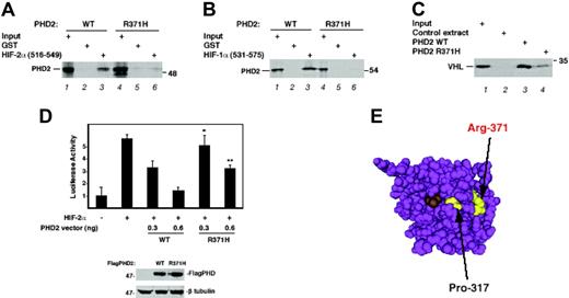 Figure 2. Functional characterization of the Arg371His PHD2 mutant. (A) Association of HIF-2α with Arg371His PHD2. 35S-labeled, in vitro–translated wild-type or Arg371His FlagPHD2 was incubated with 1 μg of either GST or GST–HIF-2α (516-549) immobilized on GSH-agarose. The resins were washed and eluted, and the eluates were subjected to SDS-PAGE and autoradiography. Input represents 10% of the total. The relative recovery of wild-type PHD2 from 3 replicates is 100 ± 24 AU (arbitrary units ± SD), whereas that of Arg371His PHD2 is 2.4 ± 4 AU (P < .005). (B) Association of HIF-1α with Arg371His PHD2. Binding assays with GST–HIF-1α (531-575) were performed as described in panel A. Input represents 5% of total. The relative recovery of wild-type PHD2 from 3 replicates is 100 ± 0.1 AU, whereas that of Arg371His PHD2 is 0.8 ± 0.0001 AU (P < .005). (C) Hydroxylase activity of Arg371His PHD2. Equal quantities (as determined by phosphorimager analysis) of in vitro–translated wild-type or Arg371His FlagPHD2, or mock in vitro translation reaction, was incubated with 0.75 μg of GST–HIF-2α (516-549) for 1 hour in the presence of 2-oxoglutarate, ascorbic acid, and FeCl2. The GST–HIF-2α (516-549) was isolated using GSH-agarose, washed, and then the degree of HIF hydroxylation was assessed by subsequent incubation with 35S-labeled, in vitro–translated VHL. Input represents 5% of the total. Under the conditions of the assay, the recovery of 35S-labeled, in vitro–translated VHL using wild-type PHD2 from 3 independent experiments is 100 ± 38 AU, while that using Arg371His PHD2 is 12 ± 7.6 AU (P < .05). (D) HIF-inhibitory activity of Arg371His PHD2. HEK293 cells were cotransfected with 150 ng of (eHRE)3-Luc, 150 ng of pRL-TK, 300 ng of either pcDNA3 or pSV-Sport-HA-hHIF-2α, and either 0, 0.3, or 0.6 ng of pcDNA3-FlagPHD2 (wild-type or P317R). The total DNA dose was normalized with pcDNA3. At 48 hours after transfection, the cells were harvested and assayed for luciferase activity. Activities were normalized to that of the Renilla luciferase internal transfection control. Shown are results performed in triplicate ± SD. *P < .05; **P < .01 when comparing results of wild-type and mutant PHD2 at the same dose. In separate experiments, HEK293 cells were transfected with 2 μg of wild-type or Arg371His pcDNA3-FlagPHD2; 48 hours later, extracts (15 μg) were analyzed by Western blotting with anti-Flag (M2; Sigma, St Louis, MO) or anti–β tubulin (H-235; Santa Cruz Biotechnology, Santa Cruz, CA) antibodies. The position of PHD2, β-tubulin, and a molecular weight marker are as indicated. (E) 3D structure of PHD2. The structure was generated using Cn3D from Protein Data Bank coordinates (2G1M) deposited by McDonough et al.23 Arg371 and Pro317 are highlighted in yellow. Compound A (a 2-oxoglutarate competitive inhibitor) is shown in brown.