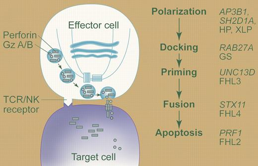 Studies of patients with familial HLH and related disorders have identified critical genes involved in lytic granule exocytosis. Movement of perforin- and granzyme-containing granules along microtubules towards the interface with target cells is defective in Hermansky Pudlak syndrome II (HP) and X-linked lymphoproliferative syndrome (XLP). In Griscelli syndrome type II (GS), granules polarize, but cannot tether to the plasma membrane. Once tethered, a priming step is required to enable the membrane of secretory granules to fuse with the effector cell membrane prior to release into the lytic synapse. These processes are defective in patients with FHL3 and FHL4, respectively. In FHL2, T and NK cells lack functional perforin and therefore fail to kill target cells, despite normal movement and exocytosis of granules at the lytic synapse. Professional illustration by Paulette Dennis.