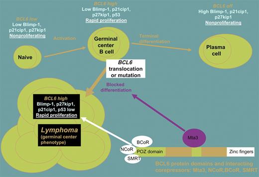 BCL6 controls B-cell transformation by repressing key target genes via different corepressor proteins.