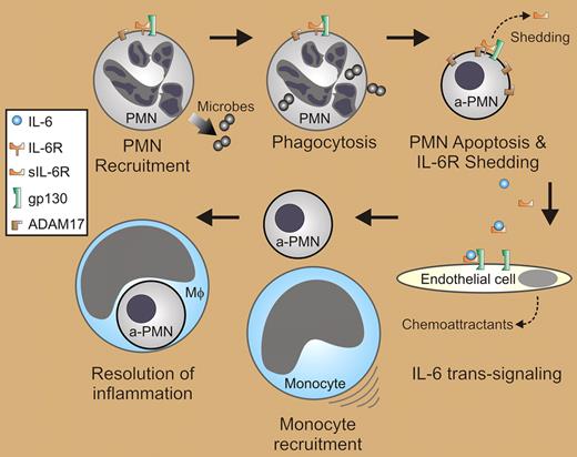 IL-6 trans-signaling in the resolution of inflammation. The inflammatory response involves influx of polymorphonuclear leukocytes (PMNs or neutrophils). Phagocytosis of microbes and cell activation ultimately lead to PMN apoptosis (a-PMN), during which ADAM17 is activated to cleave IL-6R from the cell surface (shedding). IL-6 and soluble IL-6R derived from neutrophils signal recruitment of mononuclear phagocytes by IL-6 trans-signaling, possibly through endothelial cells. Phagocytosis of apoptotic neutrophils by mononuclear phagocytes, typically macrophages (Mφ), is a key step in the resolution of acute inflammation.