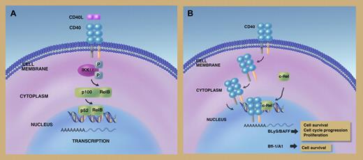 Canonical CD40 signaling (A) in lymphoma cells follows a multistep cascade from the cell membrane to the nucleus, and involves the NF-κB pathway. Alternatively (B), CD40 may directly localize to the nucleus, where it complexes with c-Rel and activates transcription of genes promoting growth, cell-cycle progression, and cell survival of lymphoma cells. Professional illustration by Marie Dauenheimer.