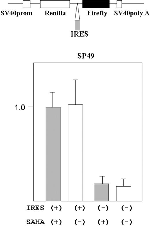 Figure 5. SAHA did not affect translation from cyclin D1 IRES site in MCL cells. Structure of the bicistronic reporter gene is shown (top panel). Plasmid contains both the R reniformis (Renilla) and firefly luciferase genes. Gene expression was driven by the simian virus 40 promoter (prom). Without the IRES sequence between the R reniformis and firefly luciferase, only R reniformis luciferase protein was translated. When an IRES sequence was inserted in front of the firefly luciferase gene, the firefly gene was also translated dependently on the IRES sequence. The reporter construct that contained cyclin D1 IRES region in front of the firefly luciferase gene was transfected into SP49 MCL cells. Transfected cells were treated either with or without SAHA (5 μM, 9 hours); cells were lysed and luciferase activity was measured. Firefly luciferease activity was normalized by R reniformis luciferase activity. Constructs without the IRES sequence were used as a negative control. Results represent mean value and SD of 3 experiments done independently. Results are normalized to the mean value of experiments using the IRES (+) construct and SAHA.