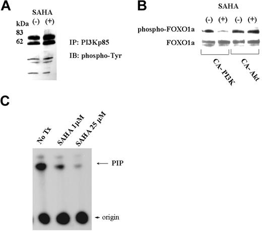 Figure 7. SAHA did not change phospho-tyrosine proteins bound to PI3K but did directly inhibit PI3K activity. (A) Phospho-tyrosine proteins bound to PI3K. Cell lysates of Jeko1 cells cultured either with or without SAHA (5 μM, 6 hours), were immunoprecipitated with anti-PI3K p85 antibody. Precipitated proteins were fractionated on a SDS-PA gel and transferred to a membrane that was probed with an anti-phosphotyrosine antibody. (B) FOXO1a expression vector plus a vector expressing constitutive active (CA)-Akt or -PI3K were transfected into 293T. Cells were cultured in either the presence or the absence of SAHA (5 μM, 6 hours). Cellular lysate was Western blotted, and phosphorylated FOXO1a and whole FOXO1a were detected with either phospho-FOXO1a or FOXO1a antibodies. (C) PI3K in vitro assay. PI3K was precipitated using anti-p85 PI3K antibody from Jeko1 cells. The precipitated PI3K was subjected to in vitro PI3K assay using PI as substrate. Kinase assay was performed either in the presence or absence of SAHA (1 μM, 25 μM). The phosphorylated PI (PIP) was separated by chromatography. No tx, control Jeko1 cells with no treatment.