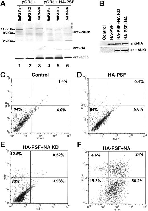 Figure 7. PSF overexpression induces apoptosis in NPM/ALK-expressing cell lines. (A) BaF3-Par, BaF3-KD, and Baf3-NA cells were electroporated with pCR3.1 plasmid alone (lanes 1-3) and with pCR3.1 HA-PSF (lanes 4-6). After 30 hours of culture, the cell extracts from 5 × 106 cells were lysed and subjected to denaturing SDS-PAGE and Western blotting with an anti-PARP antibody. PSF expression and protein loading were controlled by anti-HA and antiactin Western blotting. (B-F) 293T cells were transiently transfected with pCR3.1 empty vector (CON) or HA-PSF alone or together with kinase-dead or wild-type NPM/ALK. The efficiency of transfection was determined by anti-HA and anti-ALK1 Western blotting at 72 hours after transfection (B). Apoptosis was assessed at the same time point by Annexin V analysis in control cells (C), cells transfected with HA-PSF alone (D), or together with kinase-dead NPM/ALK (E) (HA-PSF + N/A-KD), or wild-type NPM/ALK (F) (HA-PSF + NA). C-F, live cell percentages are shown in the bottom left panels; apoptotic cell percentages in the bottom right panels, and dead cell percentages in the top right panels.