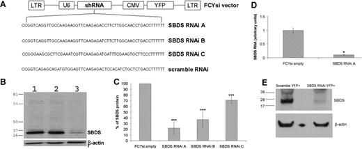 Figure 1. RNAi inhibition of Sbds expression. (A) Schematic of FCYsi lentiviral vector showing long terminal repeats (LTRs), U6 promoter-short hairpin RNA (shRNA) cassette, and cytomegalovirus (CMV)–YFP cassette. The sequences of the 3 Sbds-specific and the scramble shRNAs are shown in the lower panel. (B) Representative immunoblot of Sbds in parental BaF3 cells (1) and BaF3 cells transduced with FCYsi.empty (2) or Sbds RNAi A (3) vectors. β-Actin loading control is shown in the lower panel. (C) Quantification of Sbds protein levels; Sbds protein abundance in BaF3 cells transduced with FCYsi.empty was assigned a value of 100% (n = 4-6). (D) Sbds mRNA expression relative to β-actin mRNA in BaF3 cells was measured by real-time RT-PCR (n = 2). (E) Murine HPCs were transduced with scramble RNAi or Sbds RNAi A; YFP+ cells were sorted from cultures 72 hours after transduction and were cultured for 7 days. Shown is a representative immunoblot for Sbds and β-actin. *P ≤ .05, ***P ≤ .005, compared with control cells. All data represent the mean (± SD).