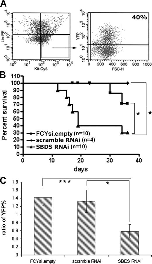 Figure 3. Reduction in Sbds impairs short-term hematopoietic engraftment. (A) Lineage-depleted bone marrow cells were transduced with lentivirus, and transduction efficiency was assessed at least 48 hours later by flow cytometry. c-Kit+, lineage− cells (box) were analyzed for YFP expression (representative of 5 independent high MOI transductions). (B) Kaplan-Meier survival curve of transplant recipients receiving donor bone marrow transduced with a high MOI (20:1). (C) Engraftment at 3 weeks in mice that received a transplant with cells transduced at an MOI of 10:1. Shown is the ratio of YFP percentage in the peripheral blood of engrafted recipients to the pretransplant transduction efficiency, as measured in c-Kit+, lineage− donor bone marrow cells (n = 9-11; average ± SEM). *P ≤ .05, ***P ≤ .005.