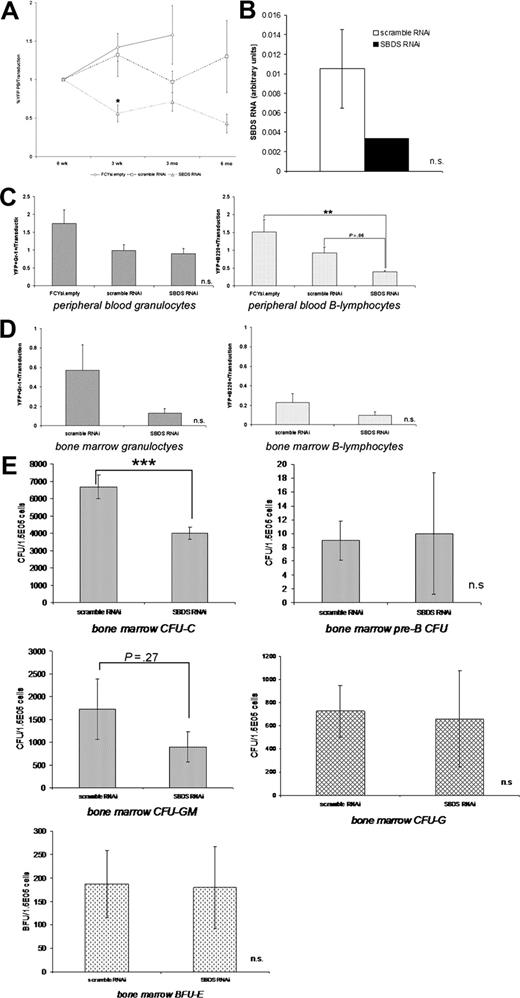 Figure 5. Long-term hematopoietic reconstitution by Sbds RNAi-transduced cells. (A) YFP expression in peripheral blood cells was measured at the indicated time after transplantation (n = 3-11). (B) Sbds mRNA relative to β-actin mRNA expression in mice 3 months after transplantation was measured by real-time RT-PCR (n = 2). The contribution of YFP+ granulocytes and B lymphocytes to the peripheral blood at 3 months (C) and the bone marrow at 6 months (D) was measured. Data were normalized to the pretransplant transduction efficiency. (E) The ability of YFP+ bone marrow cells to generate CFU-Cs and pre-B CFUs (6 months after transplantation), and CFU-GM, CFU-G, and BFU-E colonies (3 months after transplantation) was measured (n = 3-5). *P ≤ .05, **P ≤ .01, ***P ≤ .005. All data represent the mean plus or minus SEM.