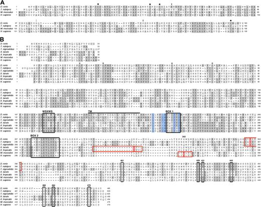 Figure 1. Alignment of vertebrate Epo and EpoR Sequences highlights conserved functional residues. Amino acid sequence comparison of Epo (A) and EpoR (B) from various vertebrate species (see “Results” for percentage of identity and similarity). (A) ● marks cysteines known to be required for the formation of disulphide bridges in mammals; the cysteines near the N- and C- termini are essential for stability and function. Double black circles indicate conserved N- and O-linked glycosylation sites; double gray circles indicate a predicted N-linked glycosylation site. (B) Conserved cysteines in the extracellular domain, required for ligand binding, are indicated by ○; the WSXWS domain, box 1, and box 2 are demarcated by black boxes; and the transmembrane domain (240-262) is marked by a thick black line. The 5 residues that comprise the hydrophobic patch are shaded in blue. Murine phosphotyrosines (with the exception of Y343) are boxed in black and labeled according to the mouse EpoR sequence. Murine Y343 is shaded in red within a red box, believed to be a consensus site for STAT5 binding; putative STAT5 binding sites in fish and frog are likewise marked. Identical amino acids are shaded in dark gray; similar residues, in light gray. The signal peptide is depicted above the mature EpoR.