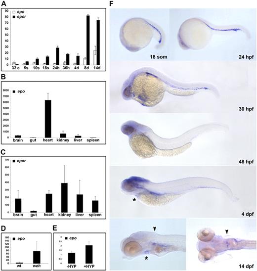 Figure 2. Conservation of zebrafish epo and epor expression. Detection of transcripts for epo and epor during ontogeny (A) and in select adult tissues (B,C) by quantitative RT-PCR. Expression of epo peaks slightly at 36 hpf, followed by an increase between 4 and 8 dpf. A total of 2 waves of epor expression are detected, 1 peak at 24 hpf, and another between 4 and 8 dpf. Expression of epo is induced in the hypochromic mutant weh, with respect to wild-type siblings (D) as well as in adult hypoxia-treated hearts, with respect to untreated controls (E). The average transcript abundance is represented by the bar graphs with standard deviations. (F) Spatiotemporal expression of epor was evaluated during embryonic development by whole-mount in situ hybridization. Transcripts were detected in the ICM from 18 somites until the onset of circulation at 24 hpf. Circulating erythroid cells maintain expression of epor until 32 hpf. At 4 dpf, epor is weakly expressed in the heart (*), and by 14 dpf, epor is localized to the heart (*) and is strongly expressed in the head kidney (▾). Lateral views, anterior to the left, a dorsal view of the 14-dpf embryo is also shown.
