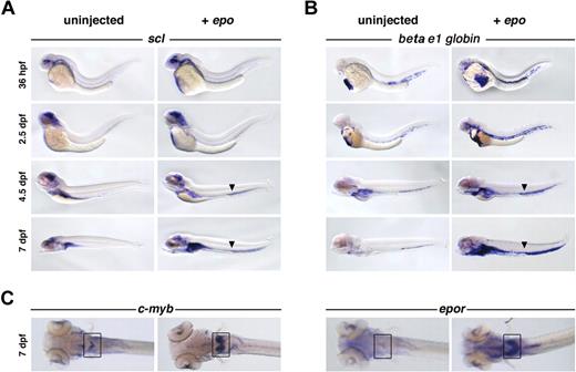 Figure 3. Overexpression of epo expands erythroid populations. Capped epo mRNA was injected into 1-cell–stage zebrafish embryos and evaluated by whole-mount in situ hybridization. A clear increase in (A) scl+ and (B) beta e1-globin+ cell number in response to exogenous epo is evident in circulation at all stages examined, as well as in the kidney primordium beginning at 4.5 dpf. The arrowhead marks the enlarged vein lumen caused by excess cells in circulation. Lateral views, anterior to the left. (C) An expansion of c-myb+ and epor+ cells can be observed in the kidney primordium (boxed) at 7 dpf, dorsal views, anterior to the left.