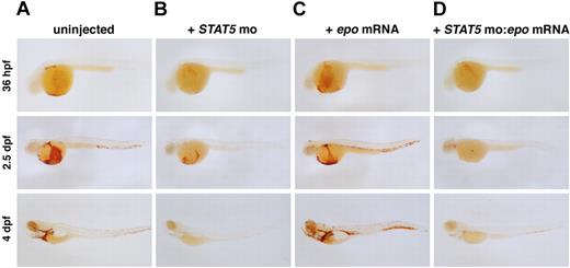 Figure 5. Abrogation of STAT5 blocks epo-induced polycythemia. o-dianisidine expression in (A) uninjected, (B) STAT5 MO–injected, (C) epo mRNA–injected, and (D) STAT5 MO:epo mRNA–injected embryos at 36 hpf, 2.5 dpf, and 4 dpf. Embryos injected with STAT5 MO show a slight decrease in erythropoiesis beginning at 36 hpf, and by 4 dpf there are very few erythrocytes in circulation. Injection of epo mRNA alone causes a progressive increase in the number of o-dianisidine+ cells in circulation. To demonstrate that STAT5 is required for signaling through the EpoR, STAT5 MO was coinjected with epo mRNA. Loss of STAT5 effectively blocks the expansion of erythrocytes by epo overexpression as shown by a decrease in o-dianisidine+ cell numbers. Lateral views, anterior to the left.