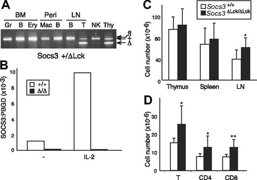 Figure 1. Verification of Socs3fl deletion in T cells. (A) Cells expressing lineage-specific markers were purified from Socs3+/ΔLck bone marrow (BM), peritoneal cavity (Peri), LN, or spleen. Genomic DNA was genotyped at the Socs3 locus by PCR. The bands corresponding to the different Socs3 alleles are indicated. Gr indicates granulocytes; B, B cells; Ery, erythroid cells; Mac, macrophages; T, T cells; Thy, thymocytes. (B) SOCS3 expression in purified T cells from wt (open bars) or Socs3ΔLck/ΔLck (filled bars) mice, either unstimulated or after IL-2 stimulation for 1 hour, was analyzed by real-time, quantitative RT PCR. Expression of SOCS3 is presented as arbitrary units standardized against expression of the control housekeeping gene, Pbgd. (C) Thymocytes, splenocytes, and LN cells were harvested and counted from 8- to 12-week-old wt or Socs3ΔLck/ΔLck mice (n = 5-8). (D) Cells were pooled from inguinal, submandibular, brachial, axillary, and mesenteric LN cells from wt or Socs3ΔLck/ΔLck mice and counted, and the lymphocyte subsets were analyzed by flow cytometry. Values shown in C and D are means (± SD) of values from 6 to 9 mice. *P < .05; **P < .01.