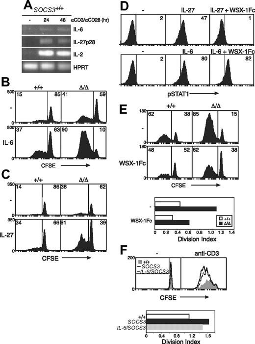 Figure 6. Hypersensitivity to IL-27, and not IL-6, drives increased CD8+ T-cell proliferation in the absence of SOCS3. (A) Purified wt LN T cells were stimulated for the indicated times with anti-CD3 (10 μg/mL) plus anti-CD28 (5 μg/mL), and the expression of IL-6, IL-27p28, and IL-2 was measured by RT-PCR. CFSE-labeled wt (+/+) or Socs3ΔLck/ΔLck (Δ/Δ) LN CD8+ T cells were stimulated for 3 days with anti-CD3 (0.6 μg/mL) with or without IL-6 (10 ng/mL) (B) or IL-27 (100 ng/mL) (C) and analyzed by flow cytometry. (D) The capacity of the WSX-1Fc reagent to inhibit IL-27 signaling was assessed by intracellular flow cytometry. STAT1 activation was measured in splenocytes from wt mice stimulated for 15 minutes with IL-6 (10 ng/mL) or IL-27 (5 ng/mL), with or without 5 μg/mL WSX-1Fc chimeric receptor. (E) CFSE-labeled wt or Socs3ΔLck/ΔLck LN CD8+ T cells were stimulated for 3 days with anti-CD3 with or without 5 μg/mL WSX-1Fc chimeric receptor. (F) Purified, CFSE-labeled wt (+/+, shaded), Socs3ΔLck/ΔLck (SOCS3, –), or IL-6–deficient Socs3ΔLck/ΔLck (IL-6/SOCS3, ---) CD8+ LN T cells were stimulated for 3 days with anti-CD3 (10 μg/mL). The division index shows the average number of cell divisions in each culture. Data are representative of 2 to 3 independent experiments.