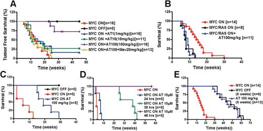 Figure 2. Atorvastatin prevented the onset of MYC-induced lymphomagenesis. (A) Atorvastatin treatment of mice expressing MYC. Kaplan-Meier survival curves of transgenic mice conditionally overexpressing the MYC transgene in murine T-cell lymphocytes using the Tet-system (MYC ON; n = 16) or treated with doxycycline to suppress MYC expression (MYC OFF; n = 5). Mice overexpressing MYC (MYC ON) were treated with atorvastatin 3 times weekly (MYC ON + AT1, 1 mg/kg; n = 16), (MYC ON + AT10, 10 mg/kg; n = 11), or (MYC ON + AT100, 100 mg/kg; n = 16) as indicated. Mice overexpressing MYC were treated with atorvastatin (100 mg/kg) and mevalonate (20 mg/kg) (MYC ON + AT100 + Mev; n = 13). Significant difference in survival was determined by Chi square test (P < .001; MYC ON + AT100 100 mg/kg). (B) Atorvastatin treatment of mice expressing MYC and constitutively activated K-Ras (G12D). Survival curve of mice overexpressing MYC alone (MYC ON; n = 14) or together with activated murine K-Ras (G12D) (MYC/Ras ON; n = 8) or treated 3 times weekly with 100 mg/kg atorvastatin (MYC/Ras ON + AT100, 100 mg/kg; n = 11). (C) Atorvastatin treatment prevents tumor onset in mice given transplants of bone marrow from MYC transgenic mice. Lethally irradiated mice were given transplants of bone marrow cells (5 × 106) pooled from 3 mice that overexpress MYC. Mice were treated with doxycycline to inactivate MYC (MYC OFF; n = 5), not treated with doxycycline (MYC ON; n = 5), or not treated with doxycycline but treated with atorvastatin (AT100, 100 mg/kg; n = 5) 3 times weekly. Significant difference in survival of atorvastatin-treated mice compared with nontreated mice was determined by Chi square test (P < .001). (D) In vitro purging of bone marrow from MYC transgenic mice with atorvastatin prevents tumor development. Bone marrow of MYC-overexpressing mice with tumor burden was treated in vitro with atorvastatin (10 μM) for 24 hours (n = 5), 30 hours (n = 5), or for 48 hours (n = 5). Treated or nontreated bone marrow cells (5 × 106) were injected into lethally irradiated mice. Significant difference in survival was determined by Chi square test (24 hours, P > .04; 30 hours, P < .002; 48 hours, P < .001). (E) Transient treatment with atorvastatin delays tumor onset. Transgenic mice conditionally overexpressing MYC were either treated with doxycycline for 6 weeks (MYC OFF, 6 weeks; n = 9) or not treated with doxycycline (AT 100 mg/kg, 6 weeks; n = 14) but treated with atorvastatin at 100 mg/kg 3 times weekly for 6 weeks (n = 13) when weaned. The difference in survival of atorvastatin-treated mice was compared with that of nontreated mice using the Chi square test (P < .001).