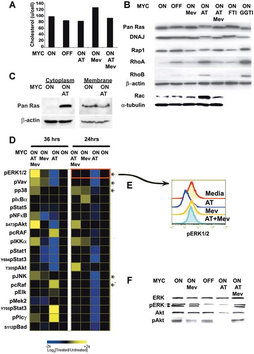 Figure 3. Atorvastatin-mediated disruption of prenylation and phosphorylation of signaling proteins. (A) Cellular cholesterol levels. MYC-expressing tumor cells were analyzed 24 hours after treatment. Equivalent numbers of cells were analyzed when MYC was expressed (MYC ON) or not expressed (MYC OFF) after doxycycline treatment (20 ng/mL) in the absence or presence of 10 μM atorvastatin (AT), 100 μM mevalonate (Mev), or 10 μM atorvastatin plus 100 μM mevalonate (AT + Mev). (B) Prenylation of several proteins was assessed by immunoblot when treated as described. Treatment with FTI-277 (5 μM) or GGTI-298 (5 μM) were used as controls to visualize changes observed in farnesylation and geranylation, respectively. (C) Ras protein accumulates in cytoplasm following atorvastatin treatment. MYC-induced lymphoma cell lines were treated for 6 hours with atorvastatin (AT; 10 mM). The cytoplasmic fraction was isolated and analyzed by Western blot for Ras protein. Representative data from 1 of 3 experiments is shown. (D) Kinetic analysis of changes in phosphoprotein expression analyzed by FACS analysis. MYC-induced lymphoma cell lines were treated for 24 and 36 hours, as indicated. The response to AT, Mev, and AT + Mev were determined and compared with the basal state, shown in the profile in black. Cells were analyzed for changes in phosphorylation of 56 different phosphoprotein epitopes. Changes observed for 19 of the epitopes are presented. (E) FACS plot analysis for changes in ERK1/2 phosphorylation. (F) Analysis of levels of protein expression and phosphorylation. Levels of ERK1/2, phosphorylated ERK1/2 (pERK1/2), Akt, and phosphorylated Akt (pS473) (pAkt) are measured by Western analysis.