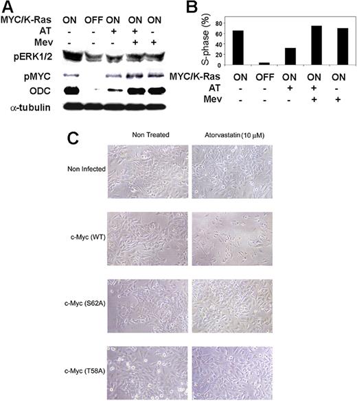 Figure 5. Atorvastatin fails to decrease MYC phosphorylation or induce proliferative arrest in K-Ras (G12D) tumors. (A) Analysis of pERK1/2 and pMYC expression in tumor cells overexpressing MYC together with activated K-Ras (G12D). Tumor cells were treated as described and analyzed by Western blot analysis to assess the state of phosphorylation of ERK1/2 and MYC. (B) Analysis of proliferation of tumor cells overexpressing MYC together with activated K-Ras (G12D). Tumor cells were treated with doxycycline to inactivate MYC and K-Ras (G12D) expression or treated with 10 μM atorvastatin (AT), 100 μM mevalonate (Mev), or 10 μM atorvastatin plus 100 μM mevalonate (AT + Mev). (C) Effect of atorvastatin on cells expressing WT c-Myc or mutant c-Myc (S62A) or c-Myc (T58A). HeLa cells were not infected or infected with adenovirus containing murine Myc (Ad-MycWT) or Myc mutated at S62 (Ad-MycS62A), which prevents Myc phosphorylation and activation, or Myc mutated at T58 (Ad-MycT58A), which prevents dephosphorylation of Myc's activation site. Cells were treated or not treated with atorvastatin (10 μM). Images were acquired as in “Viral infections” (magnification 20×).