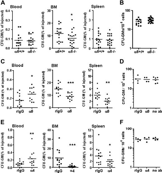 Figure 3. The role of integrin α6 and α4 receptors for homing of fetal liver progenitors to BM and spleen. FL cells were injected into lethally irradiated recipient mice. Three hours after injection, cells from blood, BM, and spleen were collected for CFU-GM assay. Data are pooled from 3 independent experiments. (A) Percentages of injected FL HPCs (GFU-GM) from integrin α6−/− FL (α6−/−) embryos and wild-type littermates (α6+/+) recovered in blood, BM, and spleen. (B) Frequency of CFU-GMs in integrin α6−/− and wild-type (α6+/+) FLs. (C) Percentages of FL CFU-GMs recovered in blood, BM, and spleen after treatment with a function-blocking antibody against integrin α6 receptor (α6) or isotype control antibody (rIgG). (D) Frequency of CFU-GMs in FL cells cultured after treatment with the antibody against integrin α6 receptor (α6) or isotype control antibody (rIgG), or without pretreatment with antibodies (no ab). (E) Percentages of FL CFU-GMs recovered in blood, BM, and spleen after treatment with a function-blocking antibody against integrin α4 receptor (α4) or isotype control antibody (rIgG). (F) Frequency of CFU-GMs in FL cells cultured after treatment with the antibody against integrin α4 receptor (α4) or isotype control antibody (rIgG), or without pretreatment with antibodies (no ab). The results in panels C and E are pooled from 2 separate experiments. *P < .05, **P < .01, ***P < .001, compared with results obtained from wild-type FL cells (A,B) or cells treated with the isotype control antibodies (C-F). Each dot represents mean of 2 duplicate measurements from one recipient mouse. The horizontal bars show mean values.
