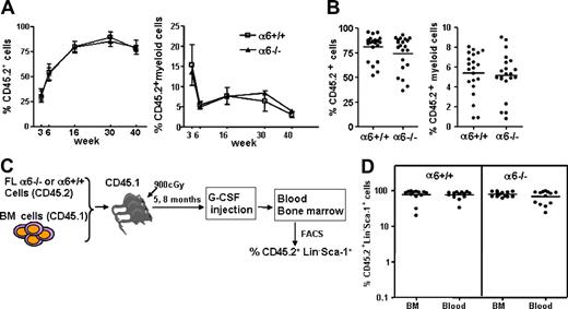 Figure 4. Reconstitution and mobilization of integrin α6−/− fetal liver HSCs. (A) FL cells (106) from integrin α6−/− (α6−/−) embryos or wild-type littermates (α6+/+) expressing CD45.2 isotype together with 1.5 × 106 CD45.1 competitor adult BM cells were injected into lethally irradiated CD45.1 mice. Blood was harvested at 3, 6, 16, 30, and 40 weeks after transplantation. Shown is reconstitution of CD45.2+ cells and CD45.2 myeloid cells (Mac-1) of all nucleated cells (mean ± SD; n = 13-14/group at 3, 6, and 16 weeks and n = 3-4/group at 30 and 40 weeks). (B) After 17 weeks, BM cells were transplanted into secondary recipients and reconstitution was analyzed 12 weeks after transplantation. Data are pooled from 2 independent experiments. The horizontal bars show mean values for each measurement. (C) Schematic representation of HSPC mobilization. Mice reconstituted with integrin α6−/− (α6−/−) or wild-type (α6+/+) FL cells (CD45.2), together with CD45.2 competitor cells, 5 and 8 months after transplantation, were injected subcutaneously with G-CSF for 3 days. On the fourth day, the femora and blood were collected and the cells in blood and BM were analyzed by flow cytometry. (D) Shown is the proportion of CD45.2+Lin−Sca-1+ cells of all Lin−Sca-1+ cells in BM and blood. The data are pooled since there was no difference of mobilization response in the 2 experiments.