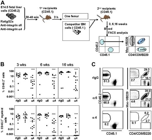 Figure 5. Perturbation of fetal liver HSC homing by antibodies against integrin α6 and α4. (A) Schematic representation of the experimental setup: FL cells from CD45.2 mice were incubated with rat IgG2a antibody (rIgG) or antibodies against integrin α4 (α4) or integrin α6 (α6) and injected into lethally irradiated CD45.1 mice. BM cells were harvested 3 hours after injection and cells from one femur each were injected together with CD45.2 competitor BM cells into lethally irradiated CD45.1 secondary recipient mice. Blood was harvested at 3, 6, and 16 weeks after transplantation and reconstitution was analyzed by flow cytometry. (B) Peripheral blood reconstitution of CD45.2 cells and CD45.2 myeloid cells at 3, 6, and 16 weeks. ***P < .001 compared with reconstitution from cells incubated with rat IgG. Data are pooled from 2 independent experiments. The horizontal bars show mean values. (C) Representative FACS dot plots showing blood reconstitution 16 weeks after secondary transplantation. The left panels show reconstitution of CD45.2 FL cells. The right panels show blood reconstitution of myeloid (Mac-1) cells derived from CD45.2 cells. The numbers indicate the mean percentage of cells in the corresponding fraction (n = 11-14).
