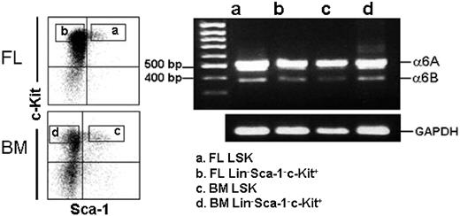 Figure 7. Expression of integrin α6A and α6B mRNA splice variants in adult mouse BM and FL HSPCs. Adult mouse BM and E14.5 FL LSK and Lin−Sca-1−c-Kit+ cells were gated for sorting (left panels). The vertical and horizontal bars were set on the basis of isotype-matched negative control profiles (99.3% of cells negative). Reanalysis of each cell population showed more than 99% purity. RT-PCR analysis for integrin α6A and α6B mRNA splice variants of FL and BM LSK and Lin−Sca-1−c-Kit+ cells is shown in the right panel. MW indicates positions of 500-bp and 400-bp molecular weight markers on the gel. The bands corresponding to 510-bp and 378-bp integrin α6A and α6B splice variants are seen in all 4 cell populations. PCR for GAPDH shows the relative amounts of mRNA in the corresponding samples. Shown is 1 representative of 2 experiments.