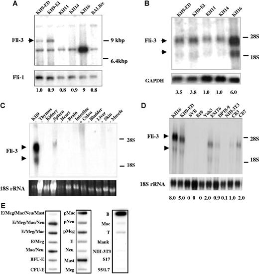 Figure 1. Detection of Fli-3 locus and transcripts in cell lines that do not express Fli-1. (A) High-molecular-weight DNA from cell lines KH9-ED, KH9-EI, KH11, KH14, and KH16, and control BALB/C mouse spleen cells was digested with EcoR1 and analyzed by Southern blot using the Fli-3 probe. The arrow shows the position of the rearranged bands. Hybridization with a Fli-1–specific probe was used to show equal loading. The intensity of KH9-ED band was used as control (1.0). The intensity of other bands was compared with the control. (B) Expression of Fli-3 in erythroleukemia cell lines. RNA isolated from the indicated cell lines was hybridized with the Fli-3 probe. Hybridization of the same blot with a GAPDH probe was used to show equal loading. The intensity of KH11 band was used as control (1.0). (C) Expression of Fli-3 in various murine tissues. Total RNA (20 μg) was isolated from various tissues and subjected to Northern blot analysis using the Fli-3 probe. (D) Expression of Fli-3 in various cell lines. Total RNA isolated from fibroblasts (NIH-3T3), erythroleukemia cell lines (DP18–9, CB3, CB7), breast cancer cell line (EMT6), a B-lymphocytic leukemia cell line (B10), a thymoma cell line (Yab-3), and endothelial cell line (SVR) was hybridized to the Fli-3 probe. The 18S rRNA from the ethidium bromide–stained gel was used to show equal loading. The intensity of CB3 band was used as control (1.0). (E) Expression of Fli-3 in murine hematopoietic cell lineages. E indicates erythroid cells; Meg, megakaryocyte; Mac, macrophage; Neu, neutrophil; BFU-E, burst forming units–erythroid; CFU-E, colony forming units–erythroid; Mast, mast cells; B, B lymphocyte; T, T lymphocyte; and p, unipotent precursor cells of 7-day colonies. The left column of each blot contains pentapotent (E/Meg/Mac/Neu/Mast), tetrapotent, tripotent, bipotent, and unipotent precursor cell cDNAs. Middle and right columns contain unipotent precursor cell cDNAs (pMac, pNeu, pMeg) and samples from terminally maturing cells (E, Neu, Mast, Meg, T, B). S17 and 95/1.7 are cDNA isolated from the bone marrow–derived fibroblastic cell lines. Quantification of radioactive signal intensity is shown at the bottom. Fold changes shown are mean values derived from 3 experiments.