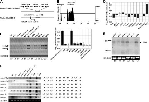 Figure 2. The expression analysis of the mir-17–92 cluster in different cell lines. (A) Schematic representation of the Fli-3 gene containing polycistronic miRNA clusters. The striped box (▥) shows the homology region of the murine Fli-3 gene and human C13orf25 gene. The black box (■) shows the region of mature miRNA in the mir-17–92 cluster. The arrow shows the location of the proviral integration site located 298-bp upstream from the cluster. (B) The homology between human and mouse Fli-3 using mVista plot. The high homology region is localized within the mir-17–92 region of both Fli-3 and human C13orf25. (C) Pri-miRNA expression levels in erythroleukemia cell lines were detected by RT-PCR. The size of PCR products is expected to be 314 and 814 bp (for details, see “Materials and methods”). GAPDH was used as loading control. The intensity of CB3 band was used as control (1.0). Fold changes shown at the bottom are mean values derived from 3 experiments. The real-time PCR results are shown at the right panel. The expression of mir-17–92 in CB3 cells was used for calibration. (D) The relative quantities of mir-17–92 expression in normal murine organs detected by the real-time PCR. The expression of mir-17–92 in CB3 cells was used for calibration. Error bars in panels C and D are SD. (E) Pri-miRNA expression levels in erythroleukemia cell lines was detected by Northern blot using mir-17–92 cluster probe derived from the 814-bp PCR product shown in Figure 2C. The 18S rRNA from the ethidium bromide–stained gel was used as loading control. The intensity of KH11 band was used as control (1.0). Mean fold changes are shown at the bottom. (F) Mature miRNA expression was examined in the indicated cell lines by Northern blot analysis using specific oligonucleotide probes corresponding to each mature miRNA from the mir-17–92 cluster. 5S rRNA from the ethidium bromide–stained gel was used as a loading control. A vertical line was inserted to show where a gel lane was cut. The intensity of CB3 was used as control (1.0).