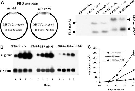 Figure 3. Effect of overexpression of Fli-3 on the differentiation and proliferation of HB60–5 cells by Epo. (A) Schematic diagram of the Fli-3-mir-92 and Fli-3-mir-17–92 expression vectors. The right panel shows the ectopic expression of Fli-3 in HB60–5 cells and NIH-3T3 cells detected by Northern blot using the Fli-3 probe. (B) Fli-3 ectopic expression blocks differentiation of HB60–5 cells. HB60–5 cells infected with Fli-3-mir-92, Fli-3-mir-17–92, or empty vector retrovirus were grown in medium containing 1 U/mL Epo and subjected to Northern blot analysis using the Fli-3 and α-globin probe. Hybridization of the same blot with a GAPDH probe was used to show equal loading. (C) Ectopic expression of Fli-3 promotes proliferation of HB60–5 cells. Triplicate cultures of HB60–5 cells (104) infected with either Fli-3-mir-92, Fli-3-mir-17–92, or empty vector were grown in media containing Epo (1 U/mL) and the number of viable cells was determined at indicated days. Error bars are SD.