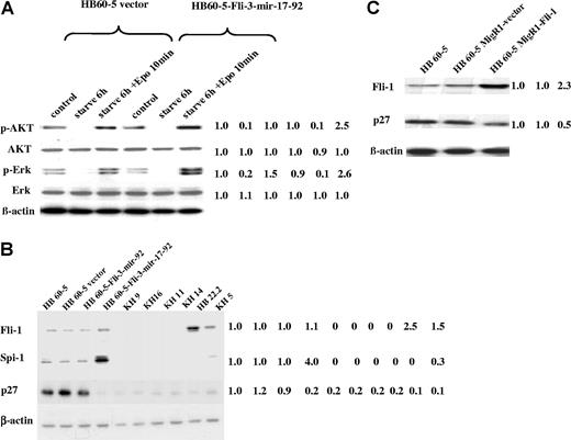 Figure 4. Identification of the potential downstream effectors of the mir-17–92 cluster in erythroleukemia cells. (A) The expression of phospho-Akt and phospho-Erk was determined by Western blot in HB60–5 cells infected with either Fli-3-mir-17–92 or empty vector in response to Epo stimulation. Cells were grown without growth factors for 6 hours and then stimulated with Epo (1 U/mL) for 10 minutes. The controls are HB60–5 cells cultured in media containing Epo and SCF. The intensity of HB60–5 band was used as control (1.0). (B) Expression analysis of Spi-1, Fli-1, and p27 protein in a panel of erythroleukemia cells. The indicated cells were lysed and Western blotted with Spi-1–, Fli-1–, or p27-specific antibodies. The intensity of HB60–5 band was used as control (1.0). (C) Expression analysis of p27 protein in HB60–5 cells overexpressing Fli-1. The blot was stripped and rehybridized with β-actin antibody to demonstrate the equal loading. The intensity of HB60–5 band was used as control (1.0). Mean fold changes are shown at the right side.